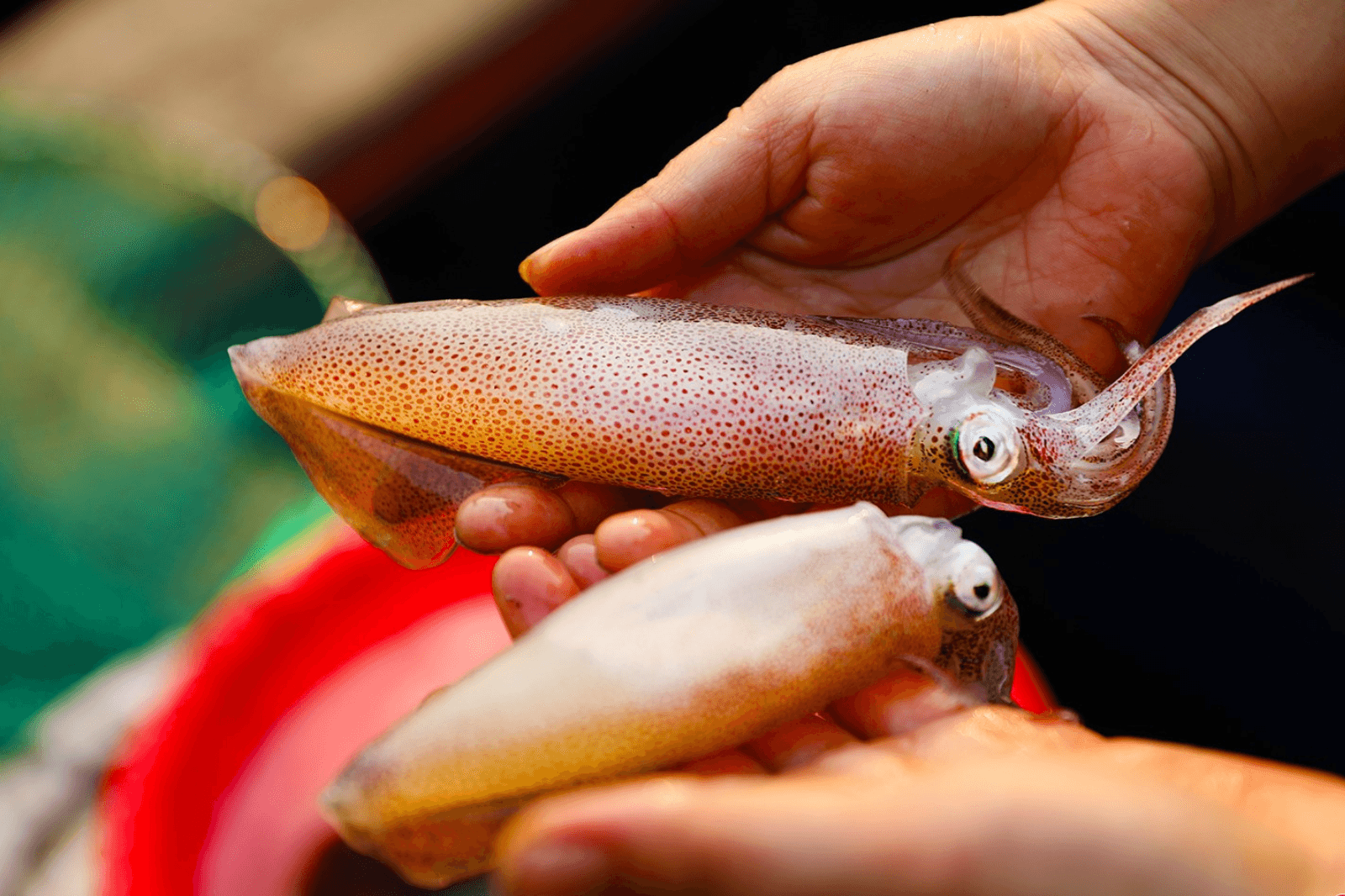 Mực cũng được chế biến thành nhiều món ngon khác