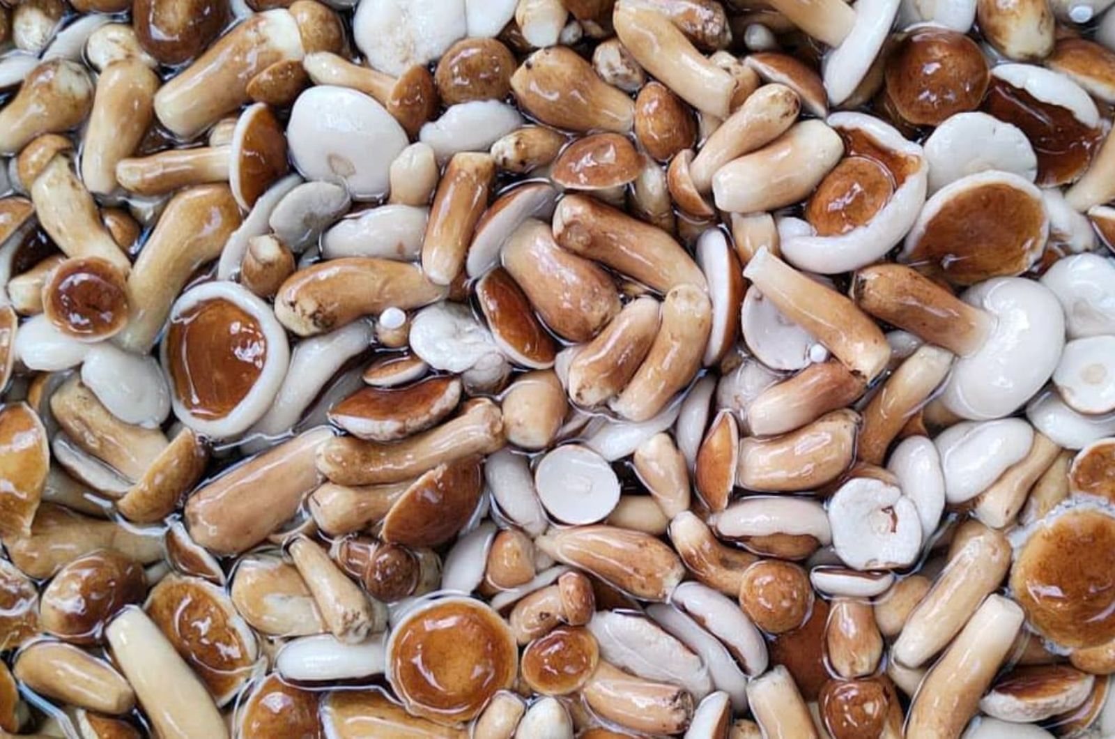 Nấm tràm Phú Quốc  