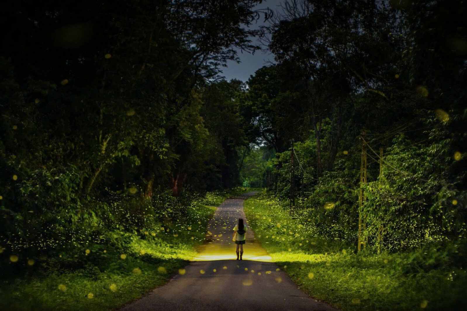 Nên mang theo thuốc chống muỗi và chống côn trùng  