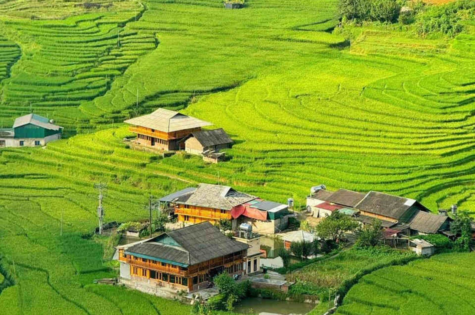 Ngắm mùa lúa xanh ở bản Tả Van