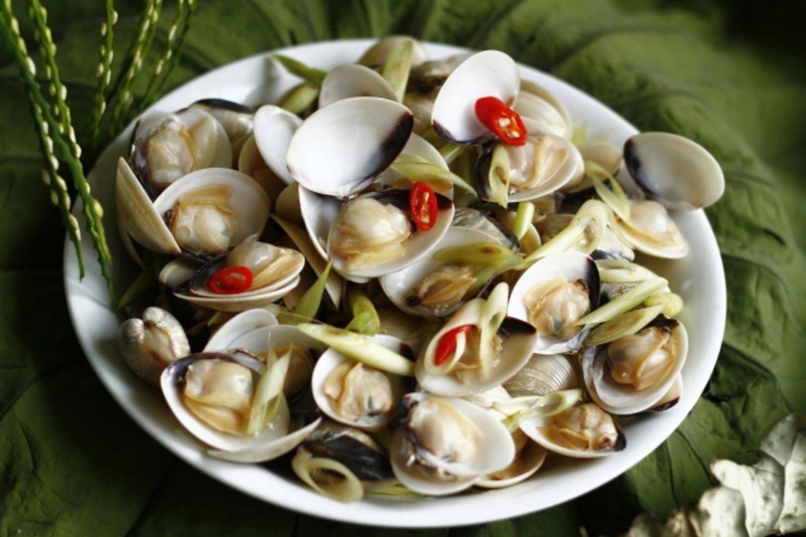 Ngao hay còn gọi là trìa