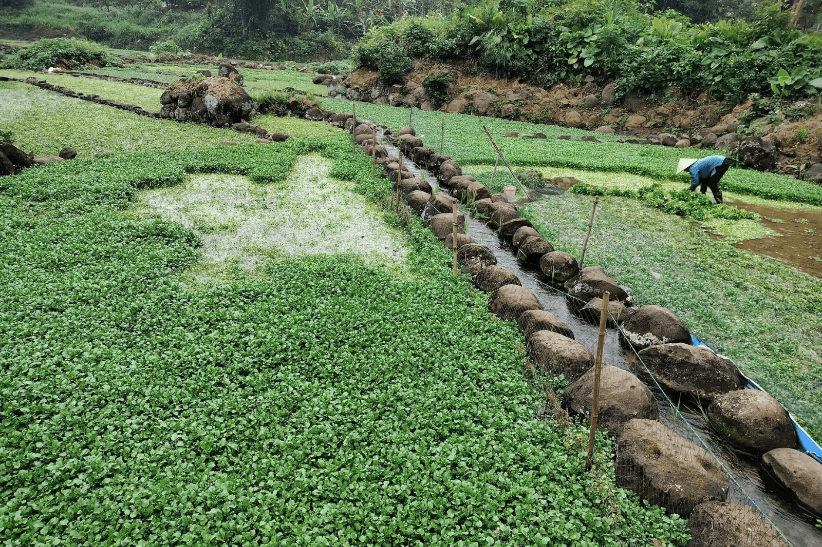 Người dân Gio An trồng rau liệt 
