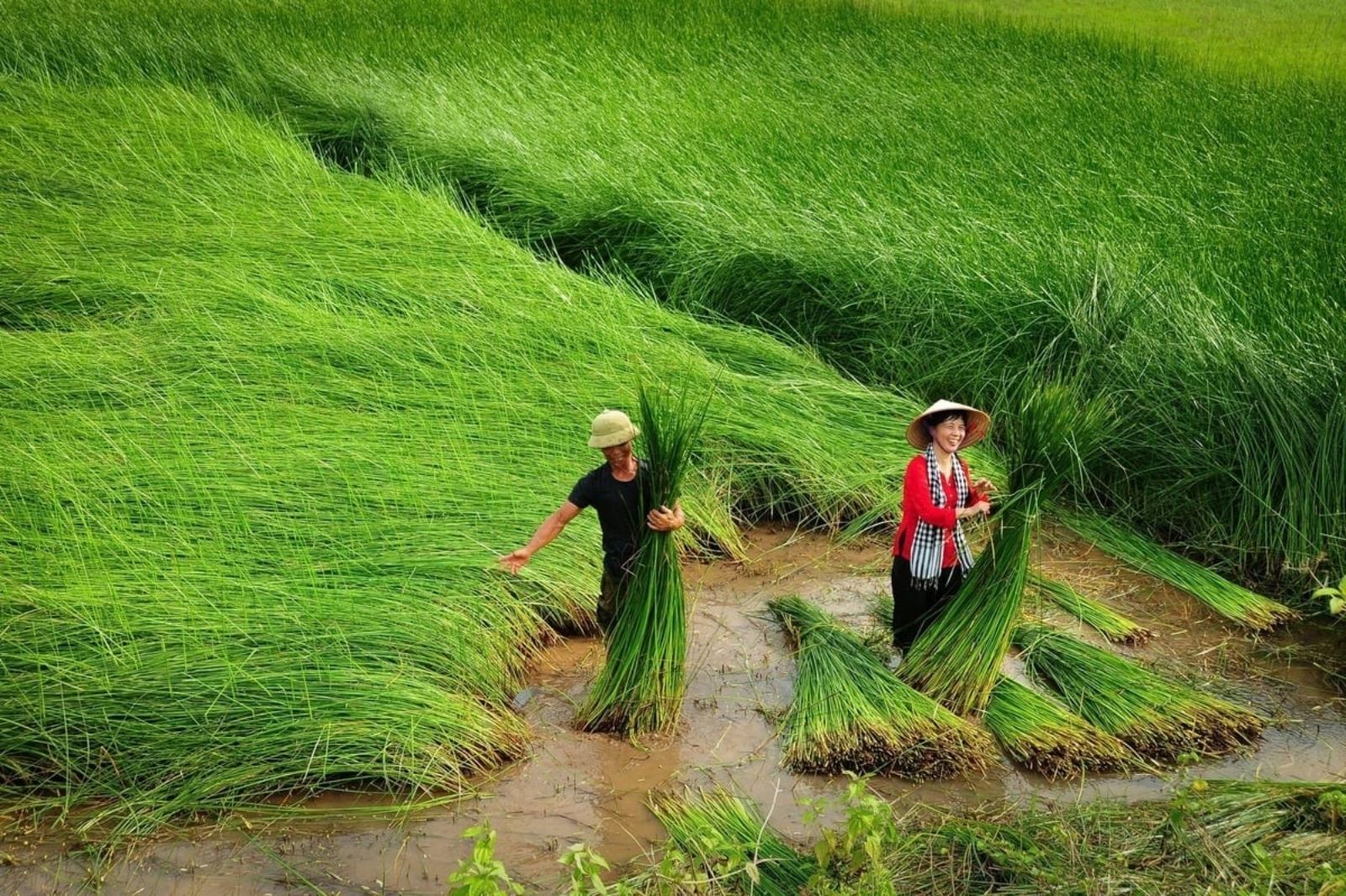 Ngưới dân Kim Sơn thu hoạch cói