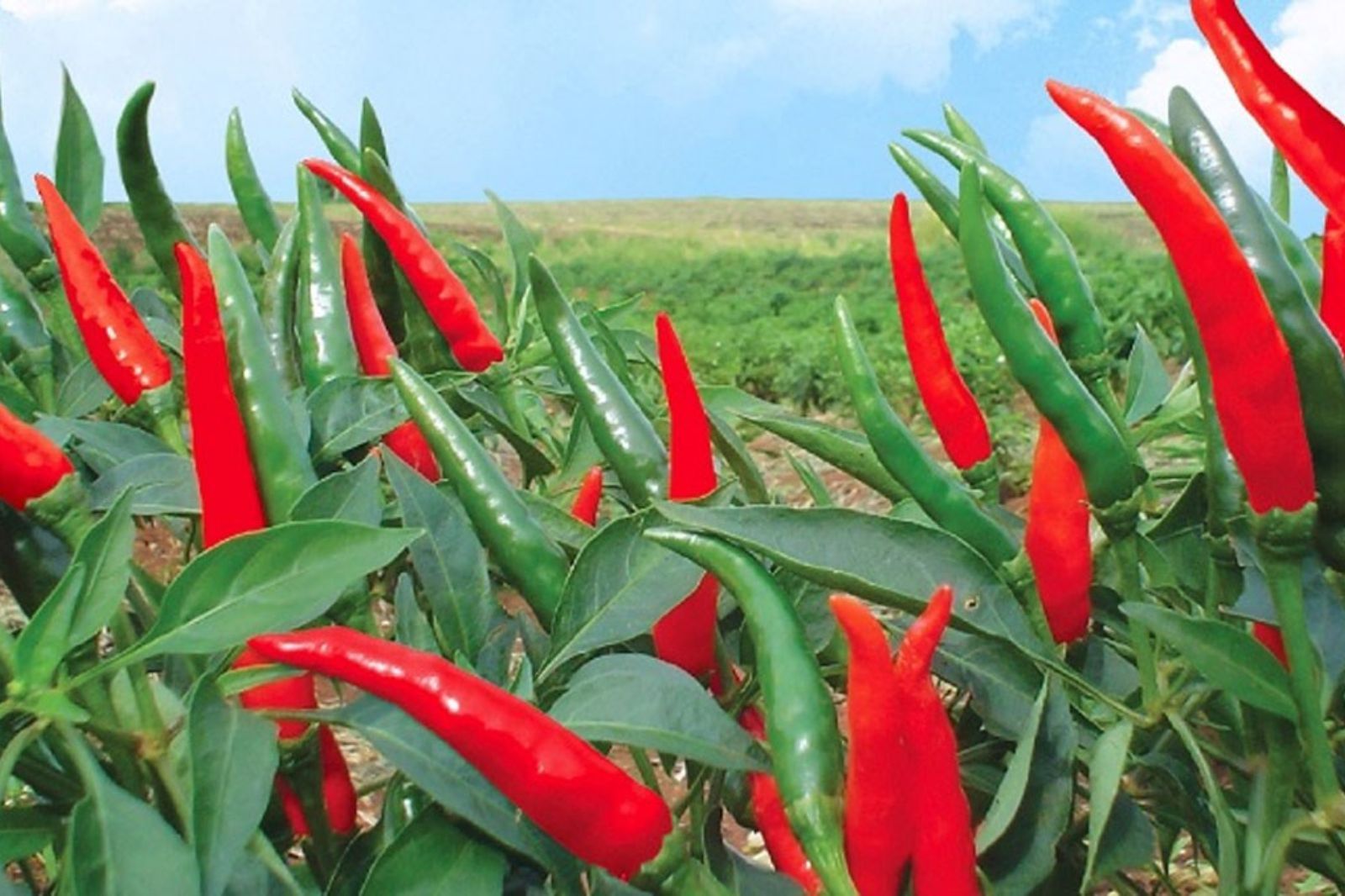 Nguyên liệu làm ớt dầm là ớt chỉ thiên