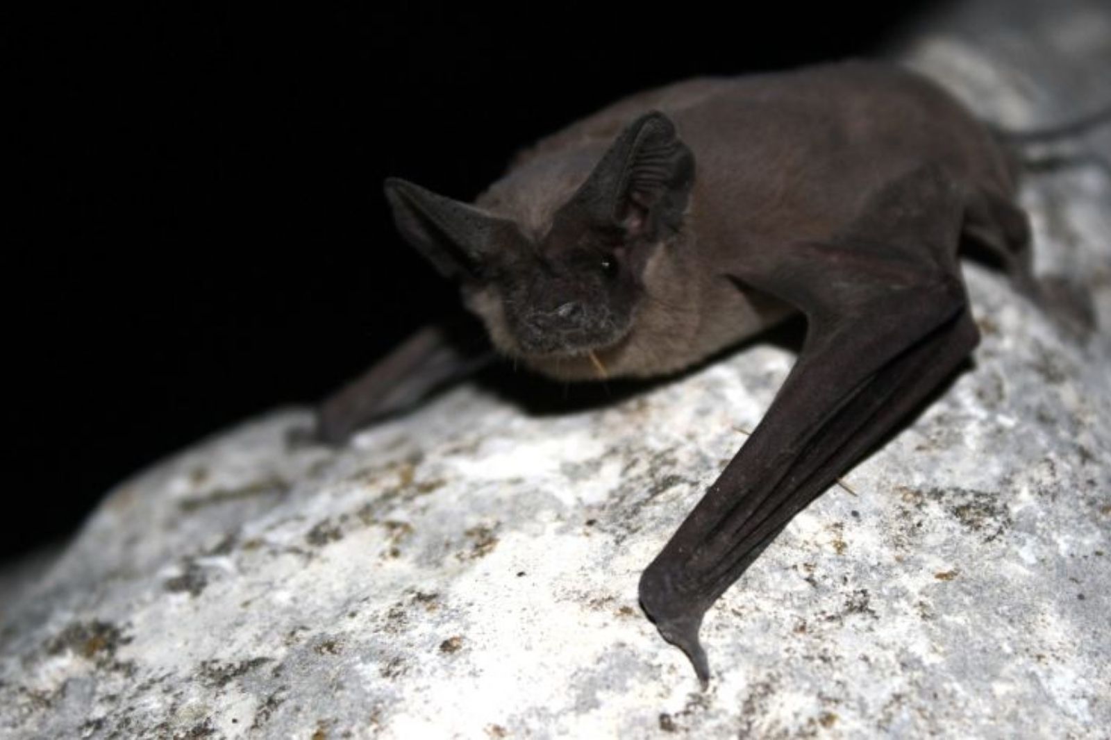 Nhiều loài động vật đã tiến hóa để thích nghi với cuộc sống trong bóng tối