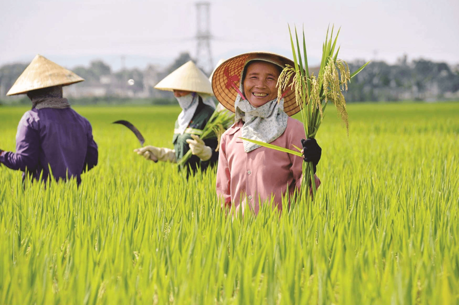 Những câu hò xuất phát từ đời sống bình dị