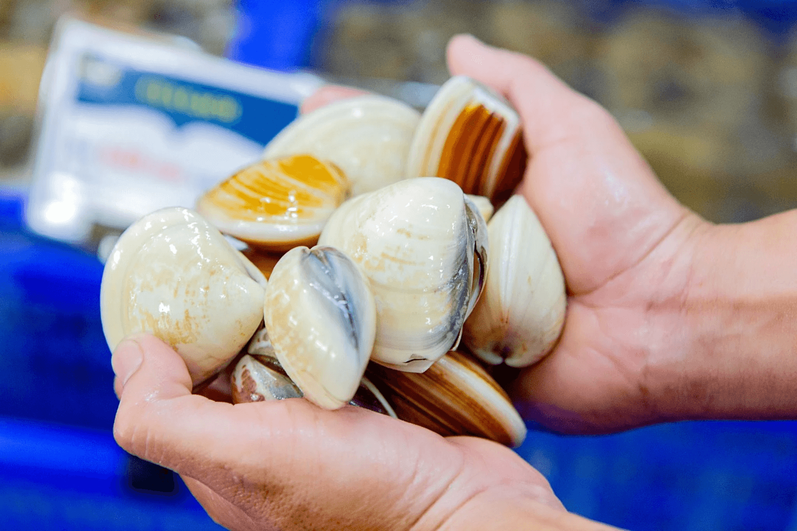 Những con ngao cào được sẽ đem bán cho nhà hàng, quán nhậu