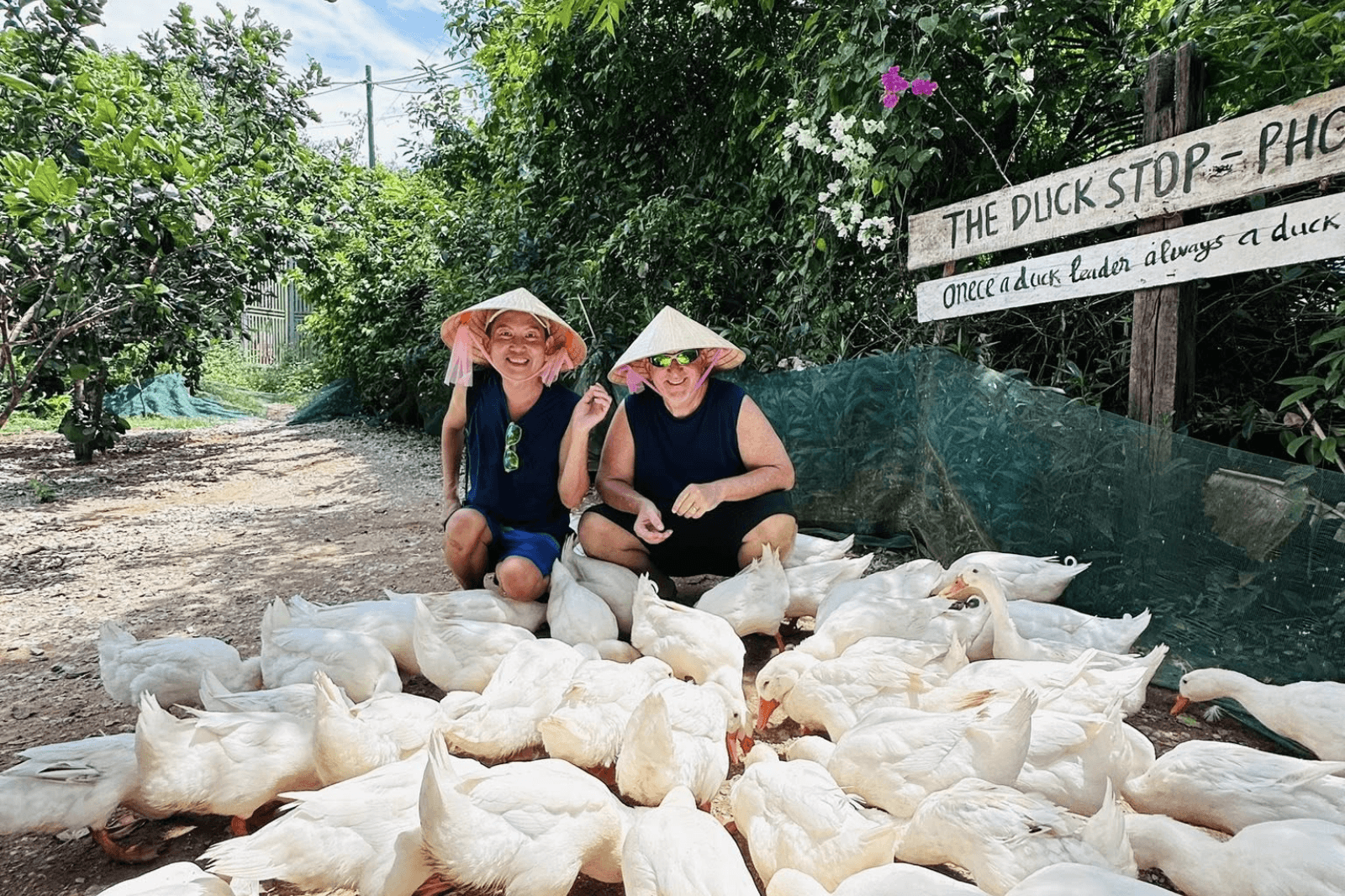 Nông trại với những đàn vịt tung tăng 