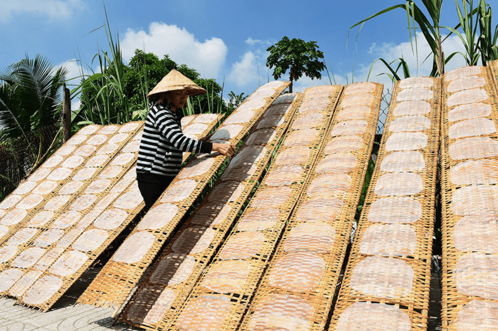 Phải canh những ngày nắng thì bánh mới không bị hỏng 