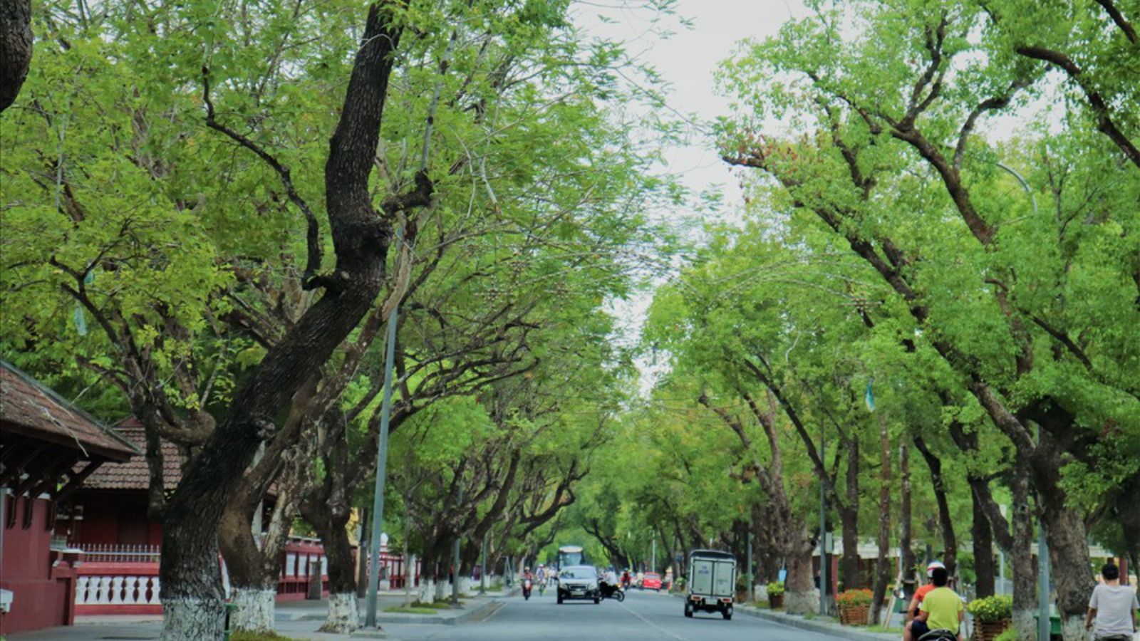 La calle Le Loi se tiñe de serenidad gracias a las hileras de árboles verdes a ambos lados.
