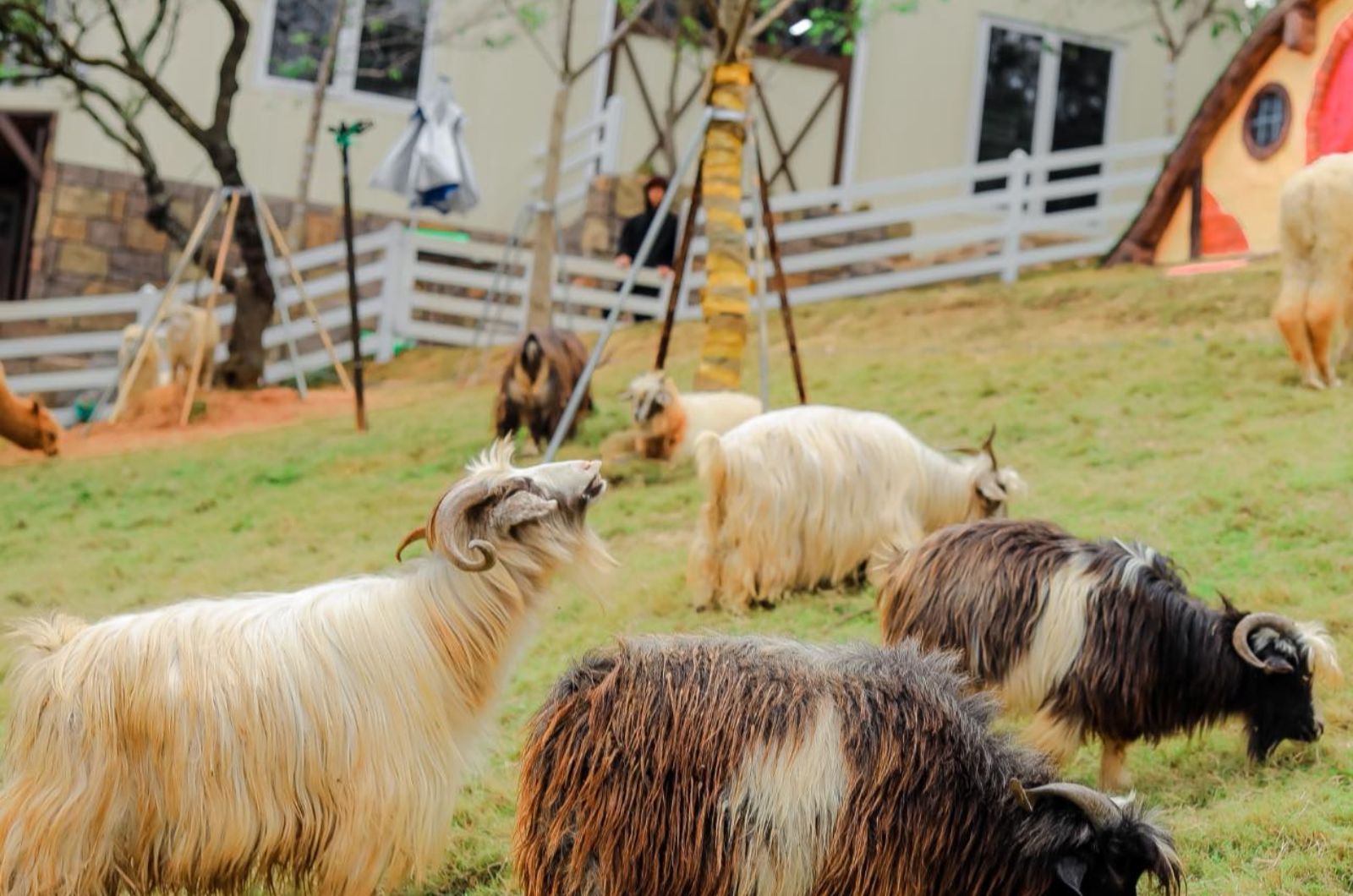 Puppy Farm ubicado en las afueras de Da Lat