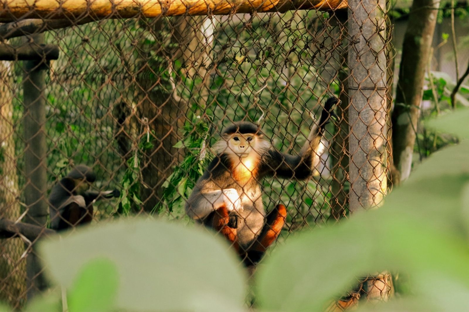 Quan sát các loài động vật đang được bảo tồn 