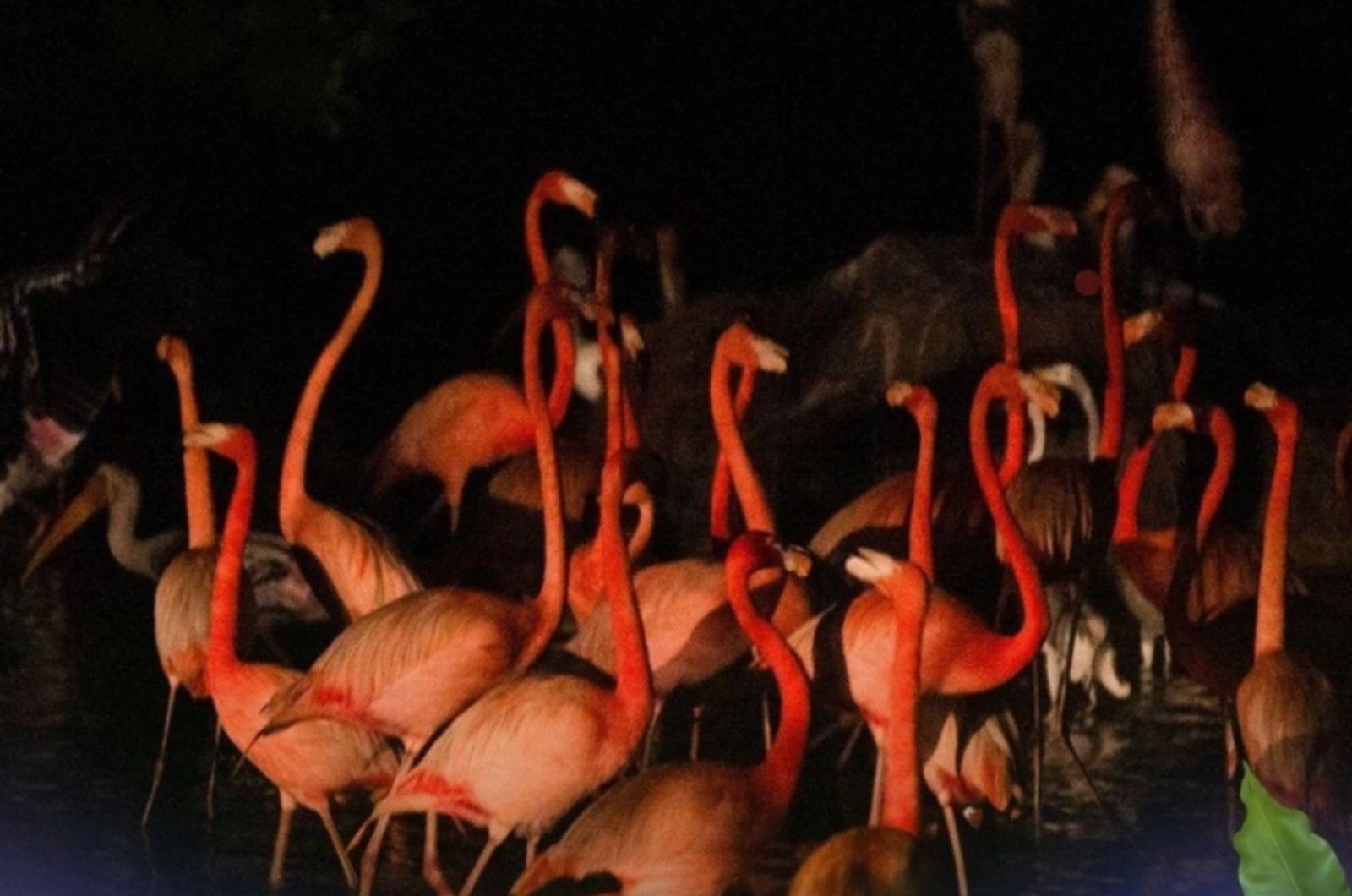 Quan sát các loài động vật ở cự li gần