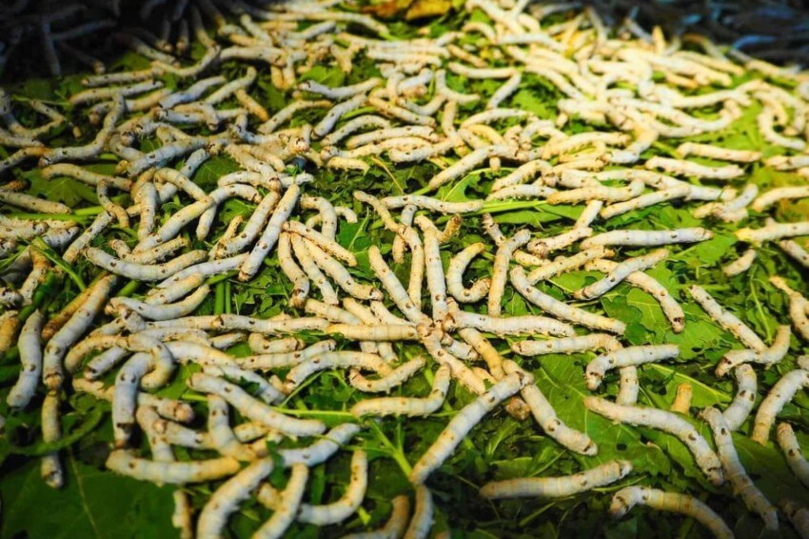 Quy trình nuôi tằm bằng lá dâu