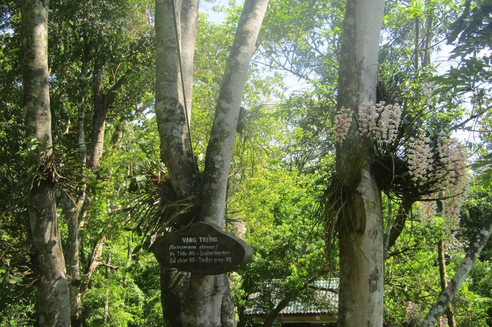 Rừng cây quý hiếm ở Phong Nha