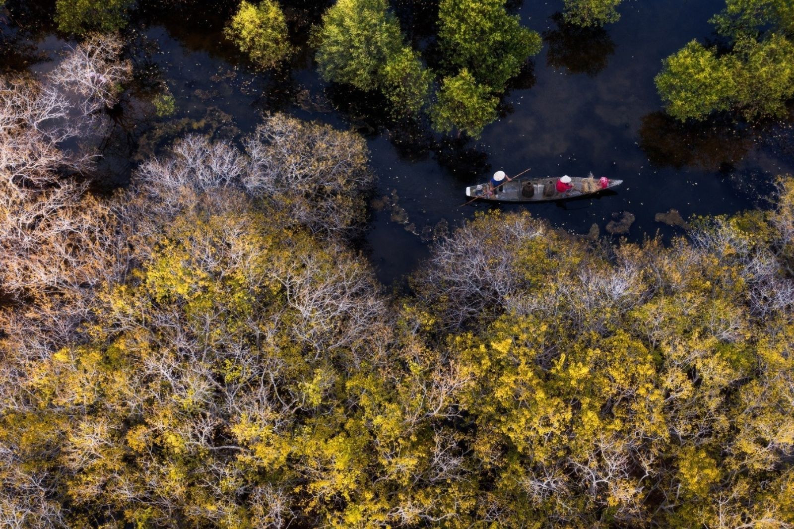 Rừng ngập mặn Rú Chá