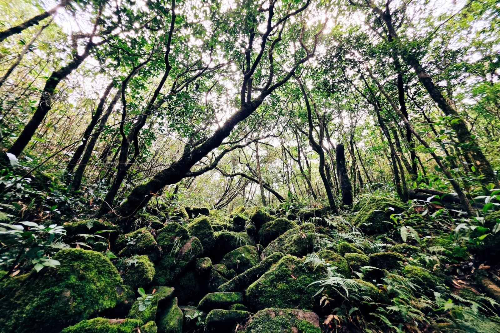 Rừng nguyên sinh ở đỉnh Pa Thiên - Voi Mẹp 