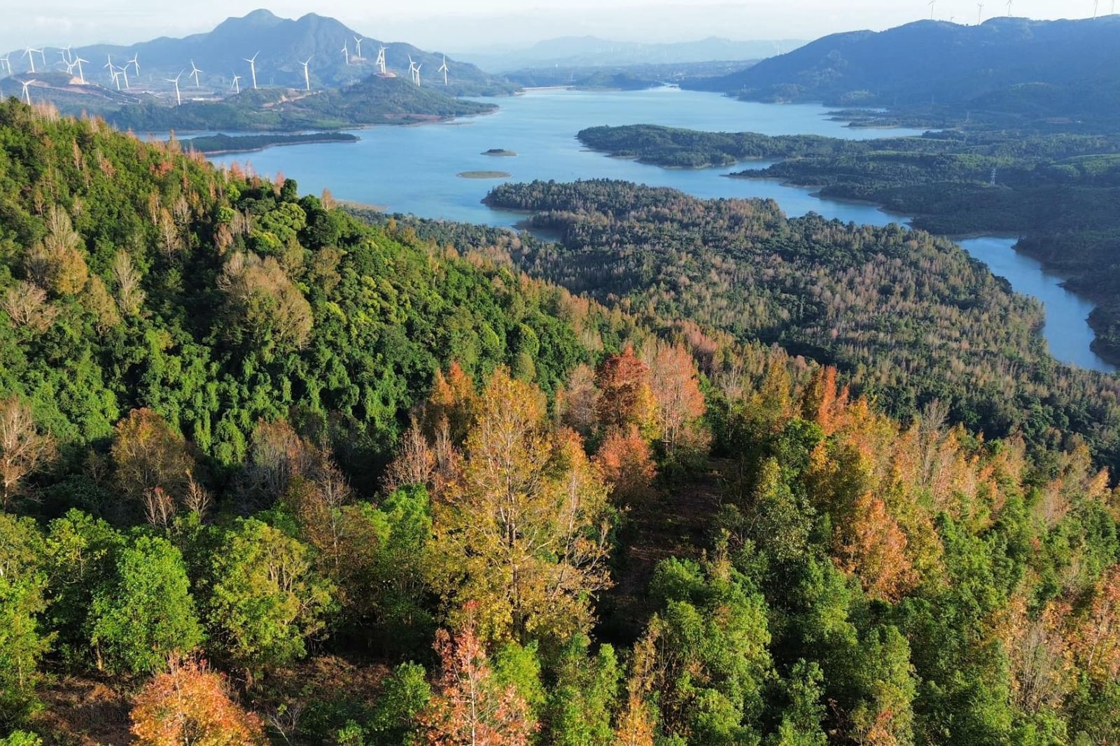 Rừng phong hương 