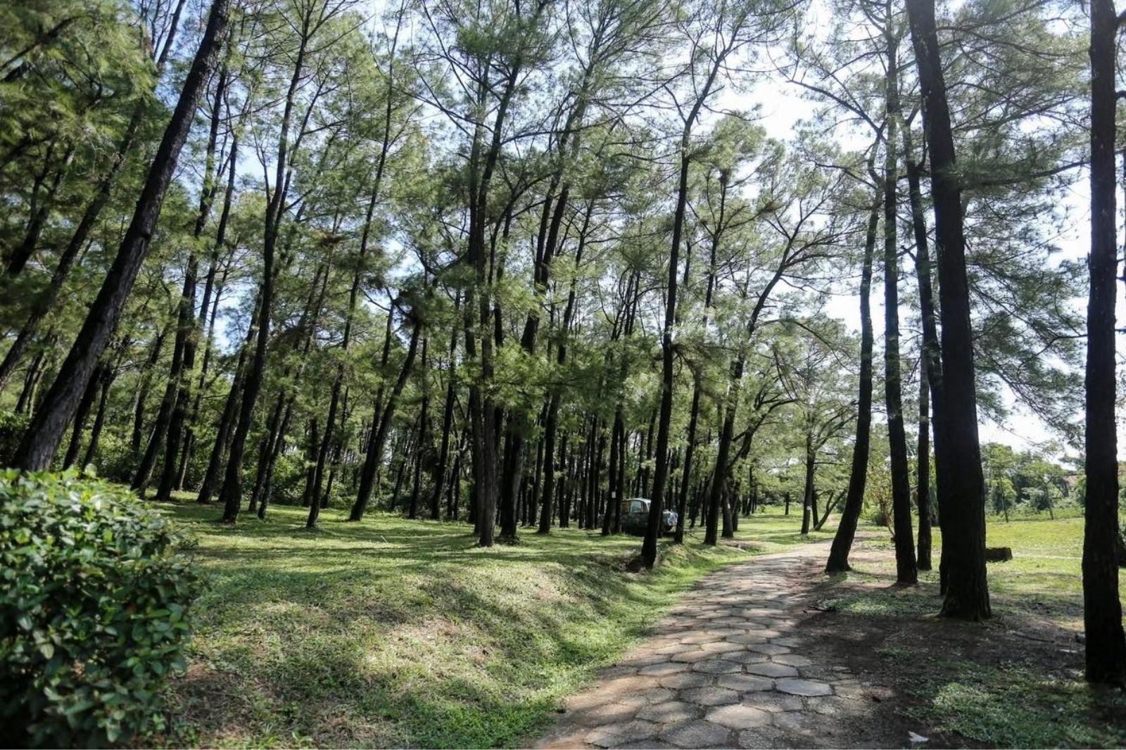 Rừng thông bao quanh hồ Thủy Tiên