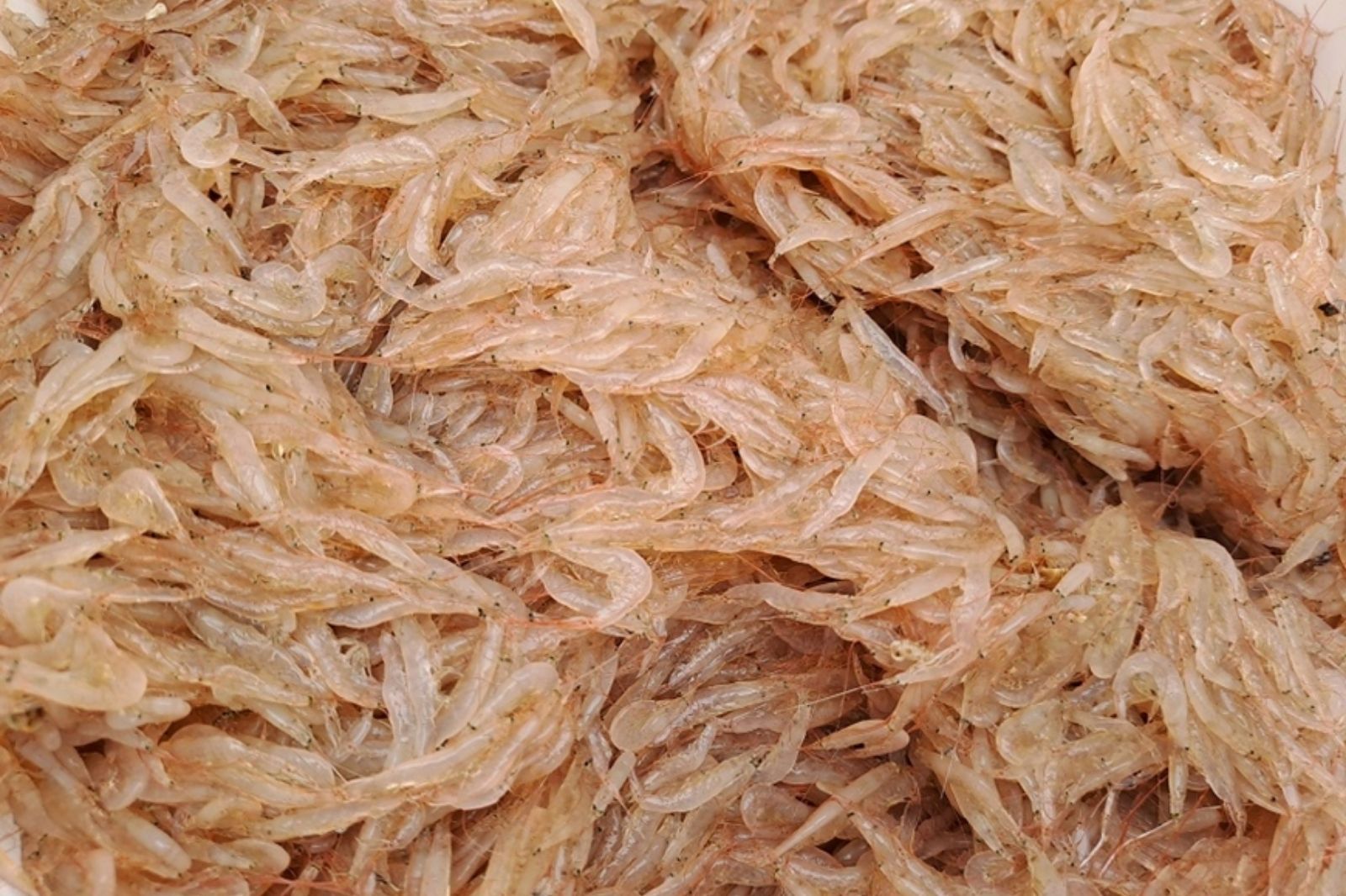 Ruốc tháng 6 ở vùng biển