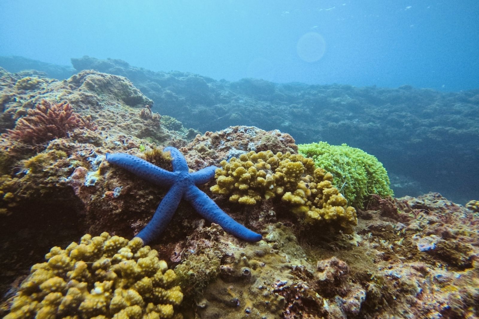 San hô ở đảo Cồn Cỏ 