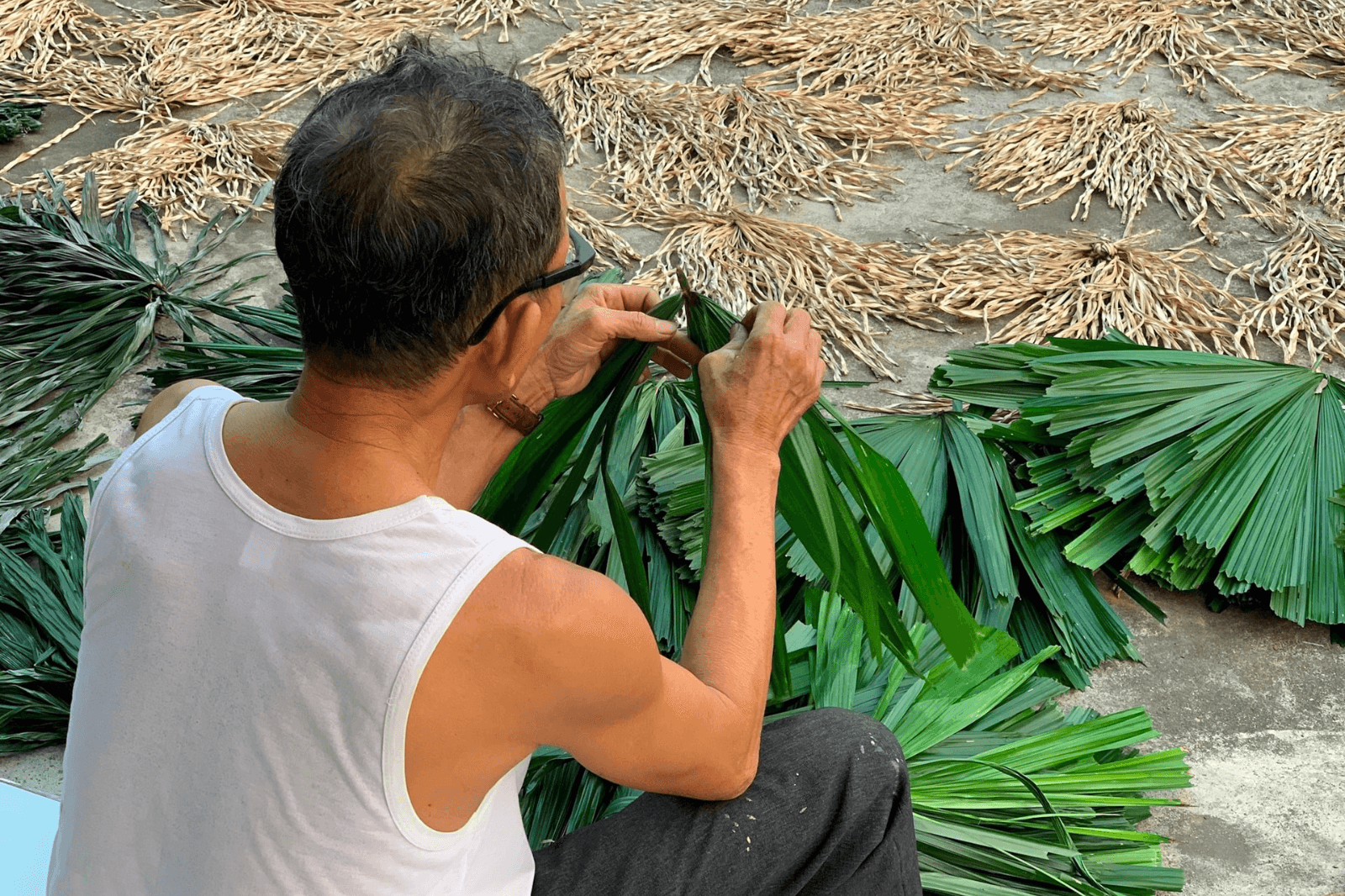 Sau khi thu hoạch, lá được đem đi phơi nắng  