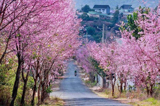 Khởi Hành Từ Nha Trang: Khám Phá Đà Lạt - Thành Phố Ngàn Hoa