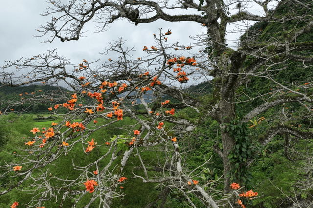 Chiêm ngưỡng cây gạo - cây di sản Việt Nam đầu tiên ở Quảng Bình
