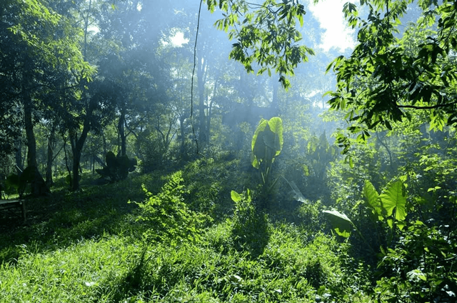  Khung cảnh xanh mát tại Vườn Thực Vật Phong Nha