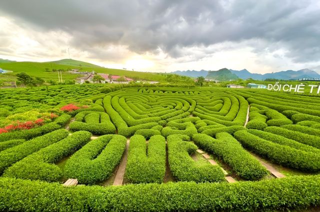 Đồi chè Trái Tim