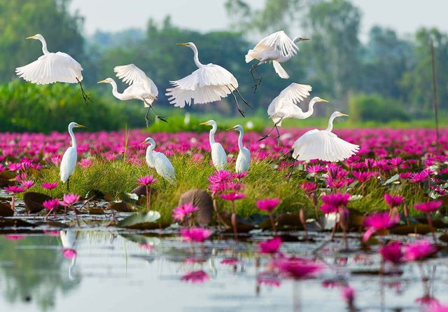 Hồ sen đỏ Red Lotus Sea