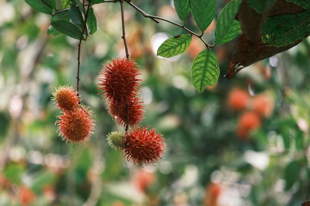 sovaba