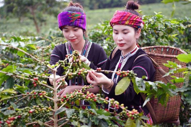 Cà phê Khe Sanh 