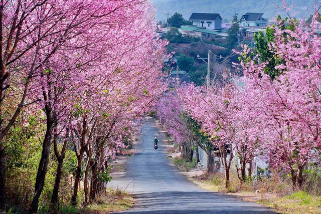 Con đường hoa anh đào ở Đà Lạt