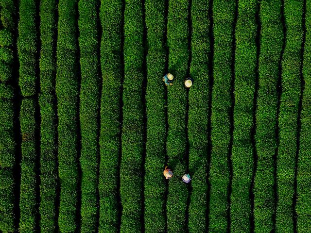 Vườn trà Long Tĩnh