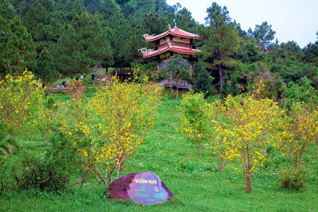 Mùa hoa vàng anh
