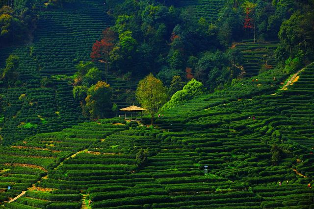 Vườn trà Long Tỉnh