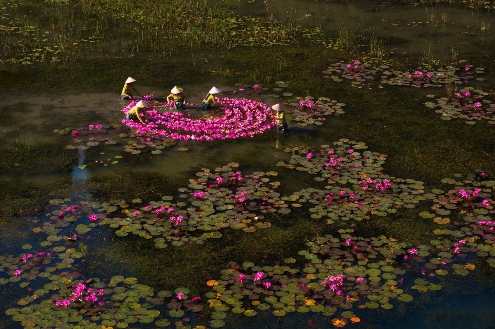 Tam Cốc - Bích Động mùa hoa súng