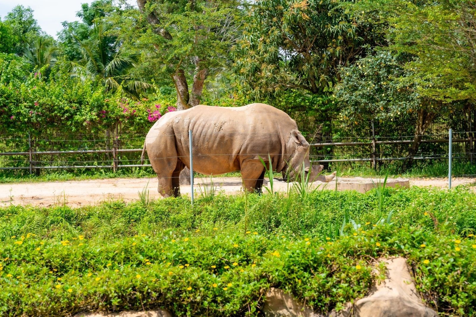 Tê giác ở River Safari Nam Hội An 