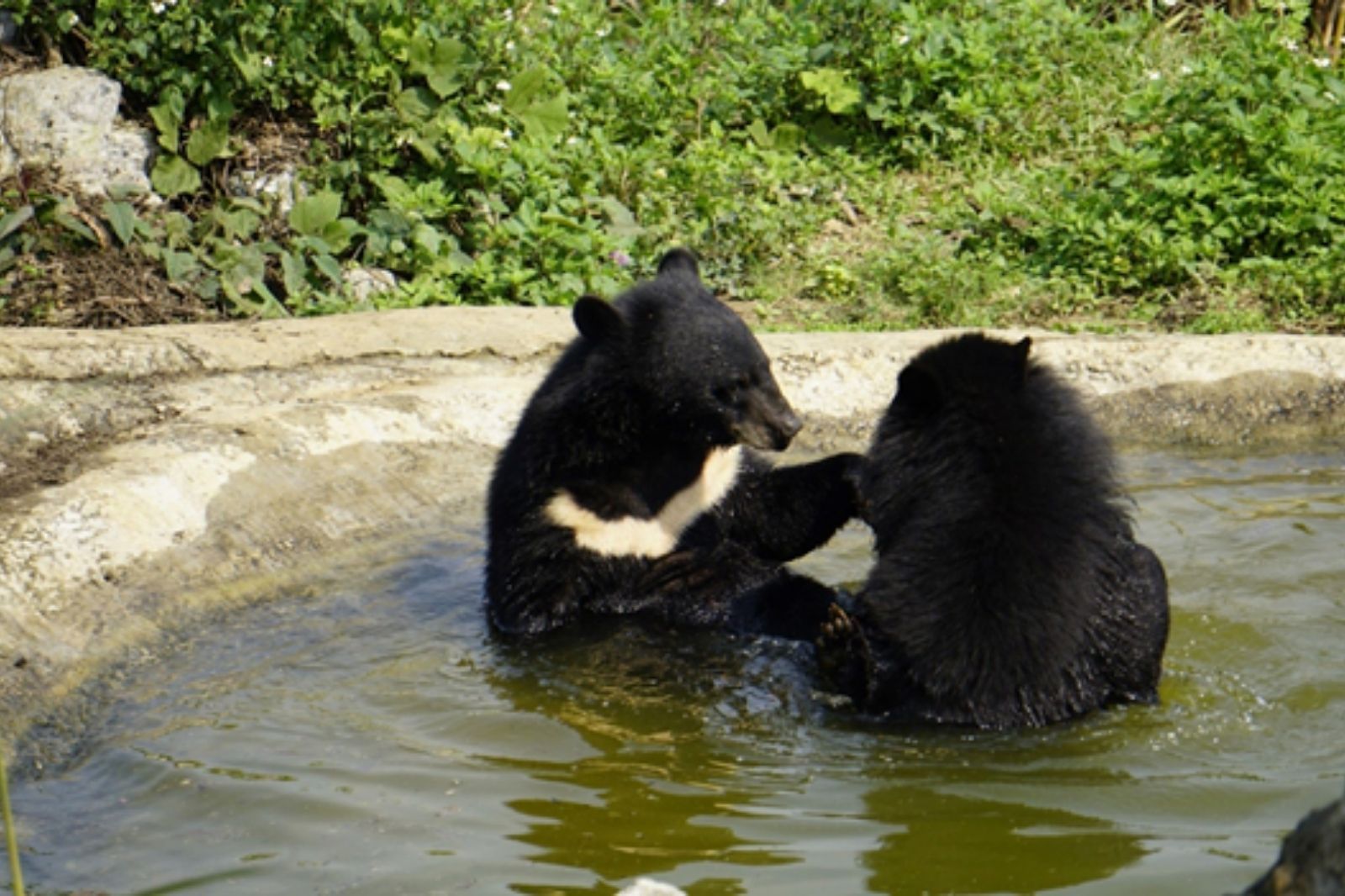 Du khách có thể tham quan cơ sở bảo tồn gấu các ngày trong tuần 