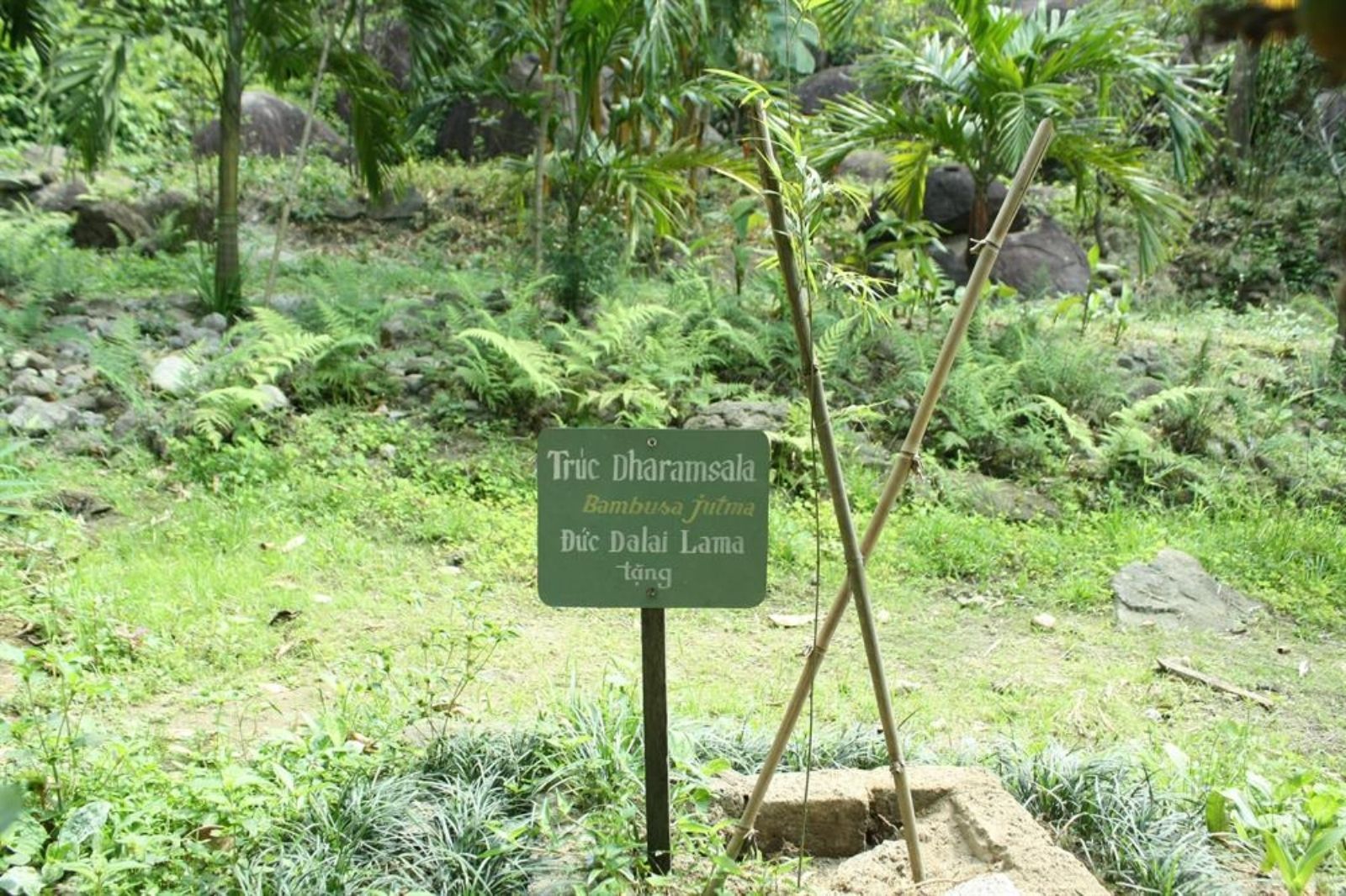 Tham quan Sơn Trà Tịnh Viên hoàn toàn miễn phí