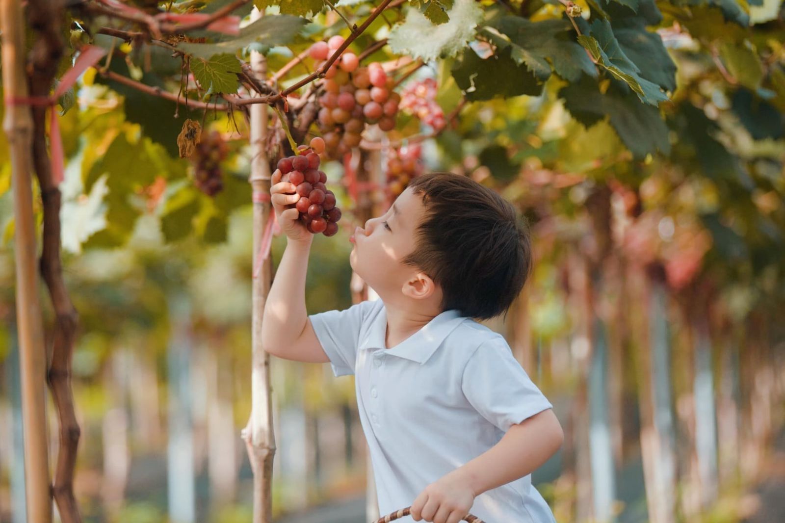 Tham quan vườn nho ở Quảng Bình cũng là một trải nghiệm thú vị