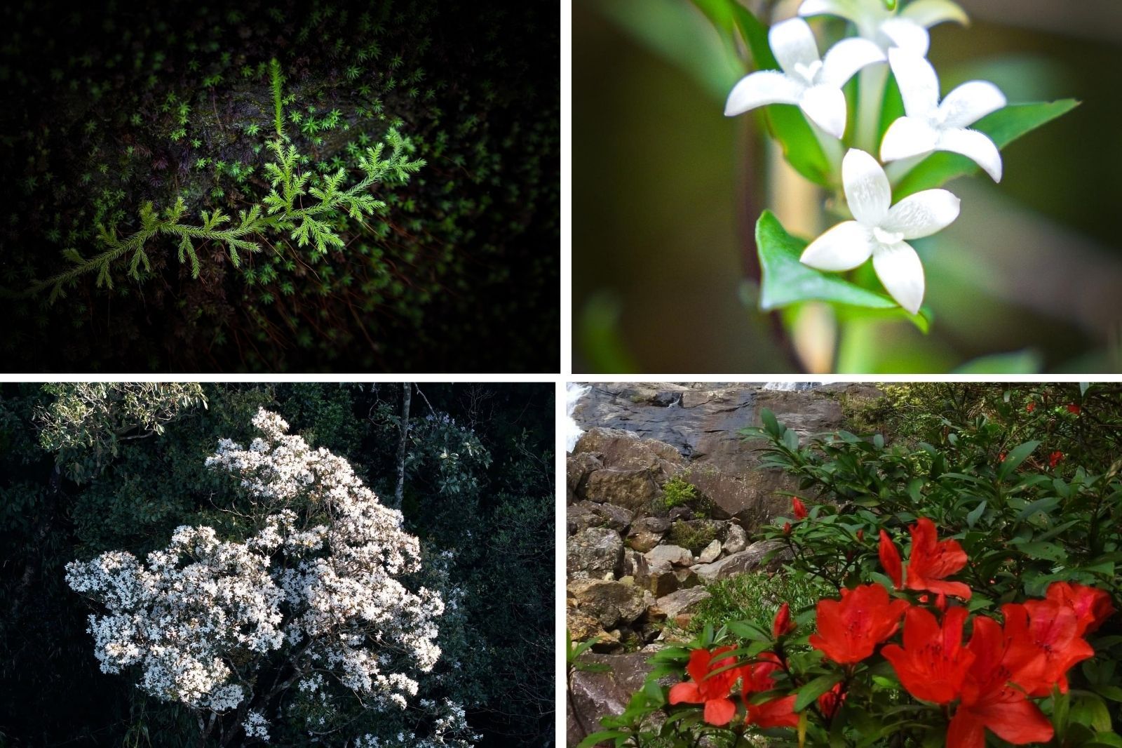 Thảm thực vật đa dạng ở Vườn quốc gia Bạch Mã