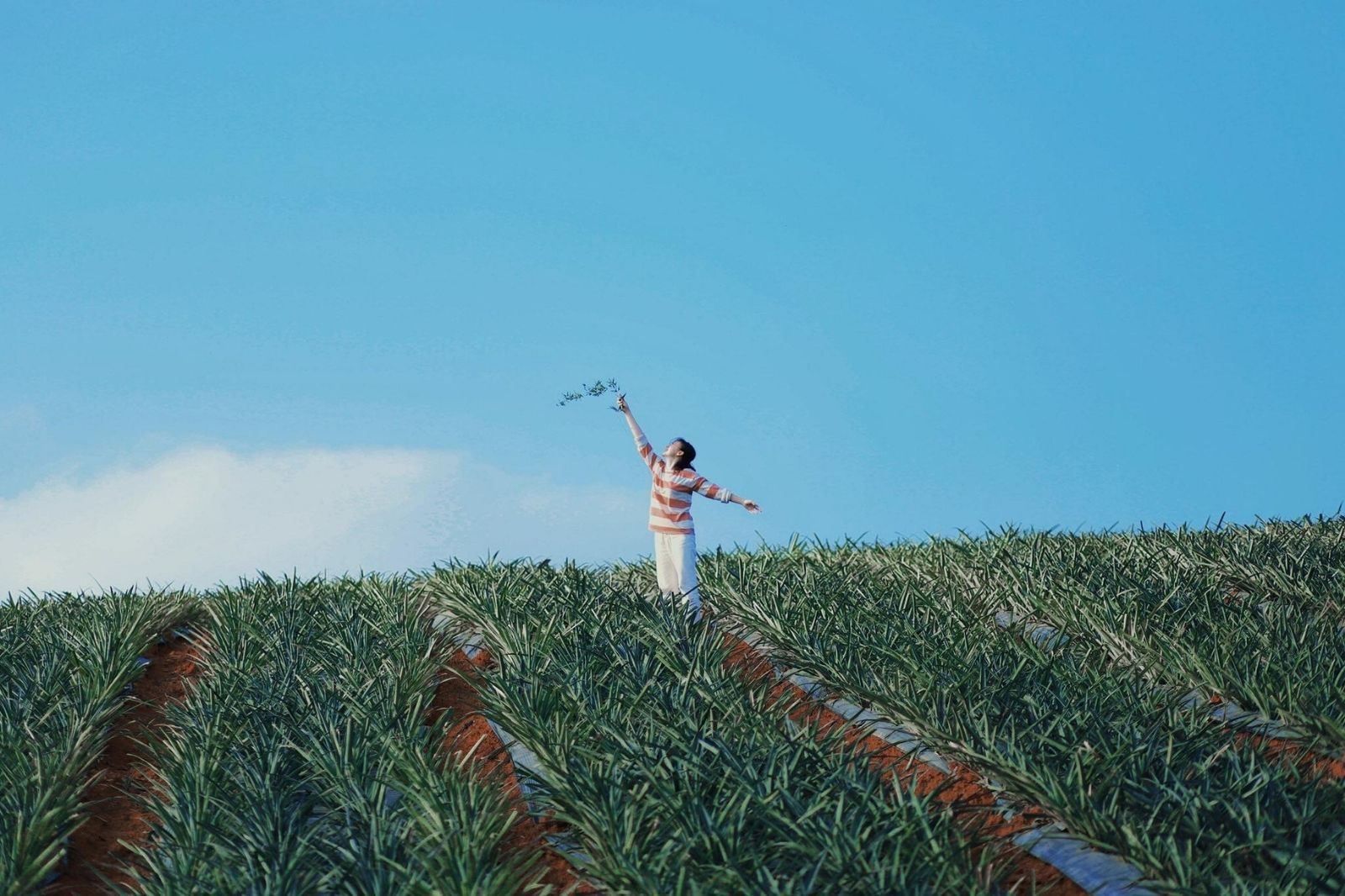 Thời điểm lý tưởng nhất là từ tháng 3 đến thàng 6 