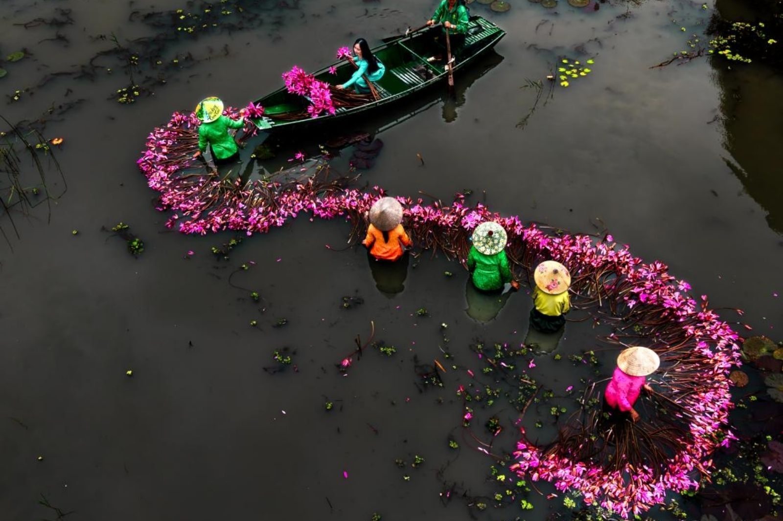 Thu hoạch hoa súng