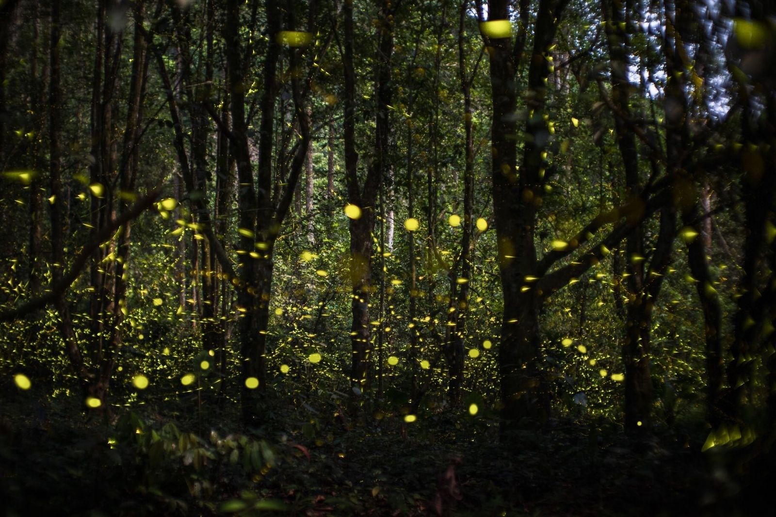 Tour xem đom đóm diễn ra vào ban đêm 