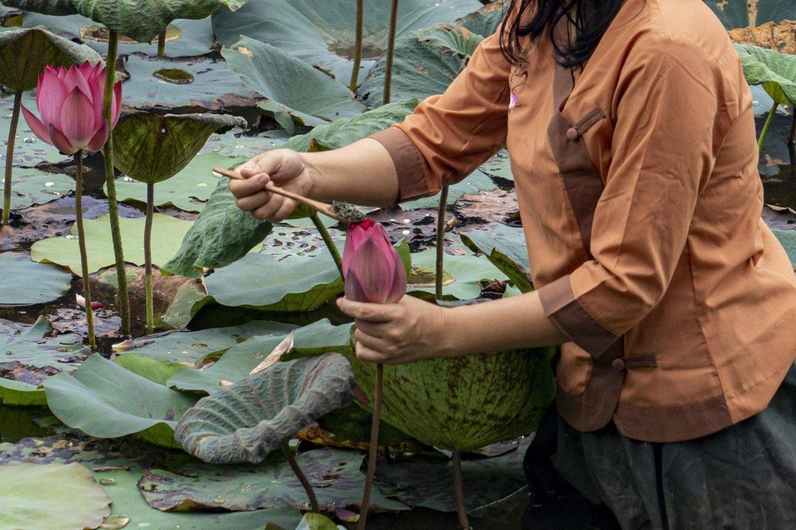 Trà thưởng được sử dụng là trà sen 