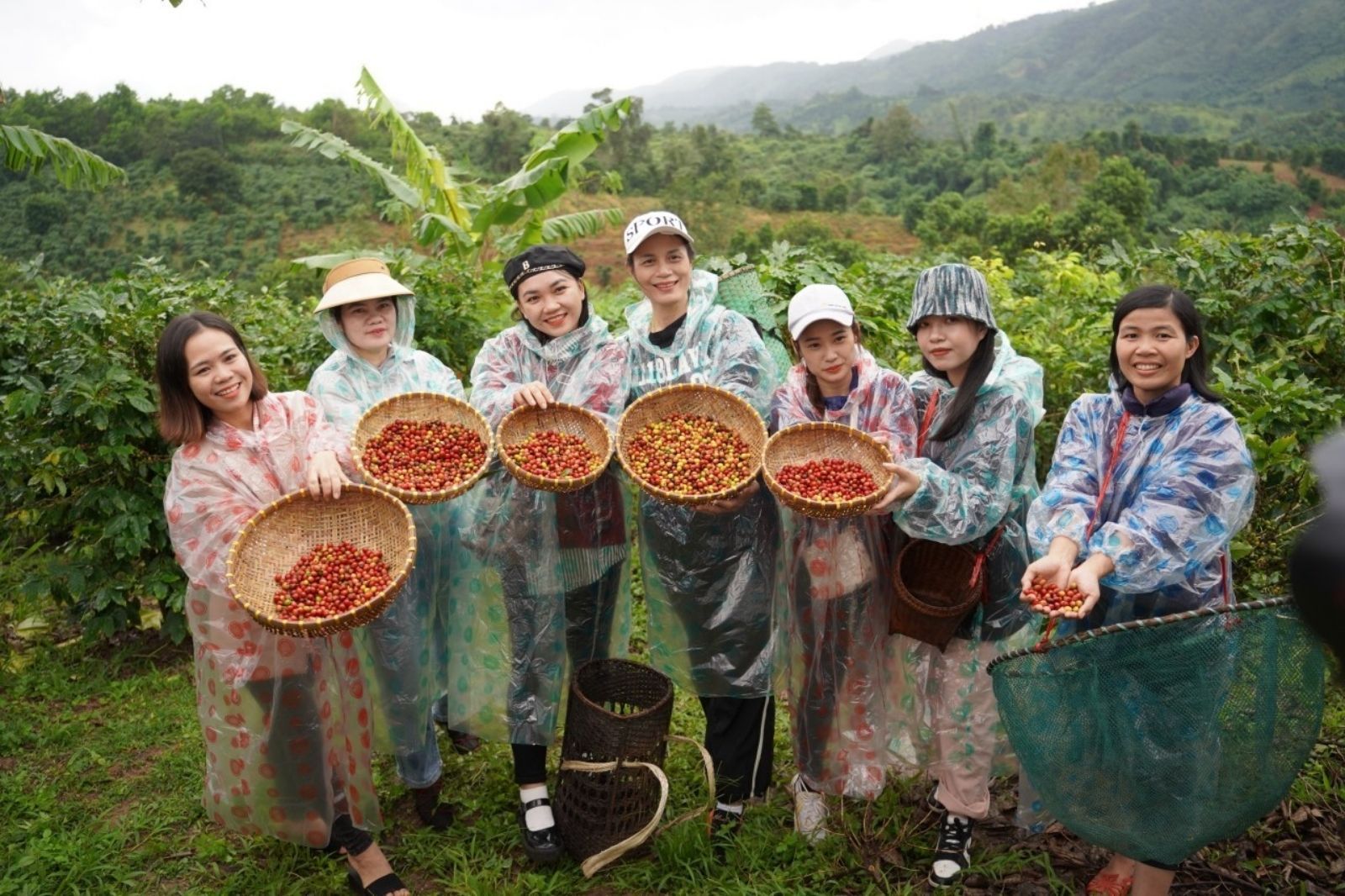 Trải nghiệm hái cà phê Khe Sanh