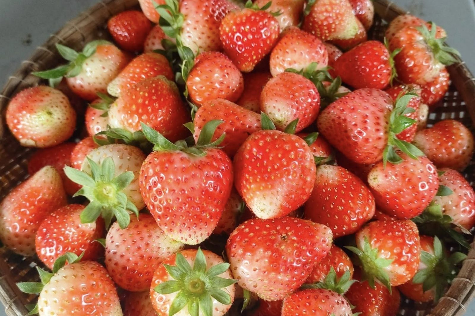 Tự tay hái những quả dâu tươi ngon