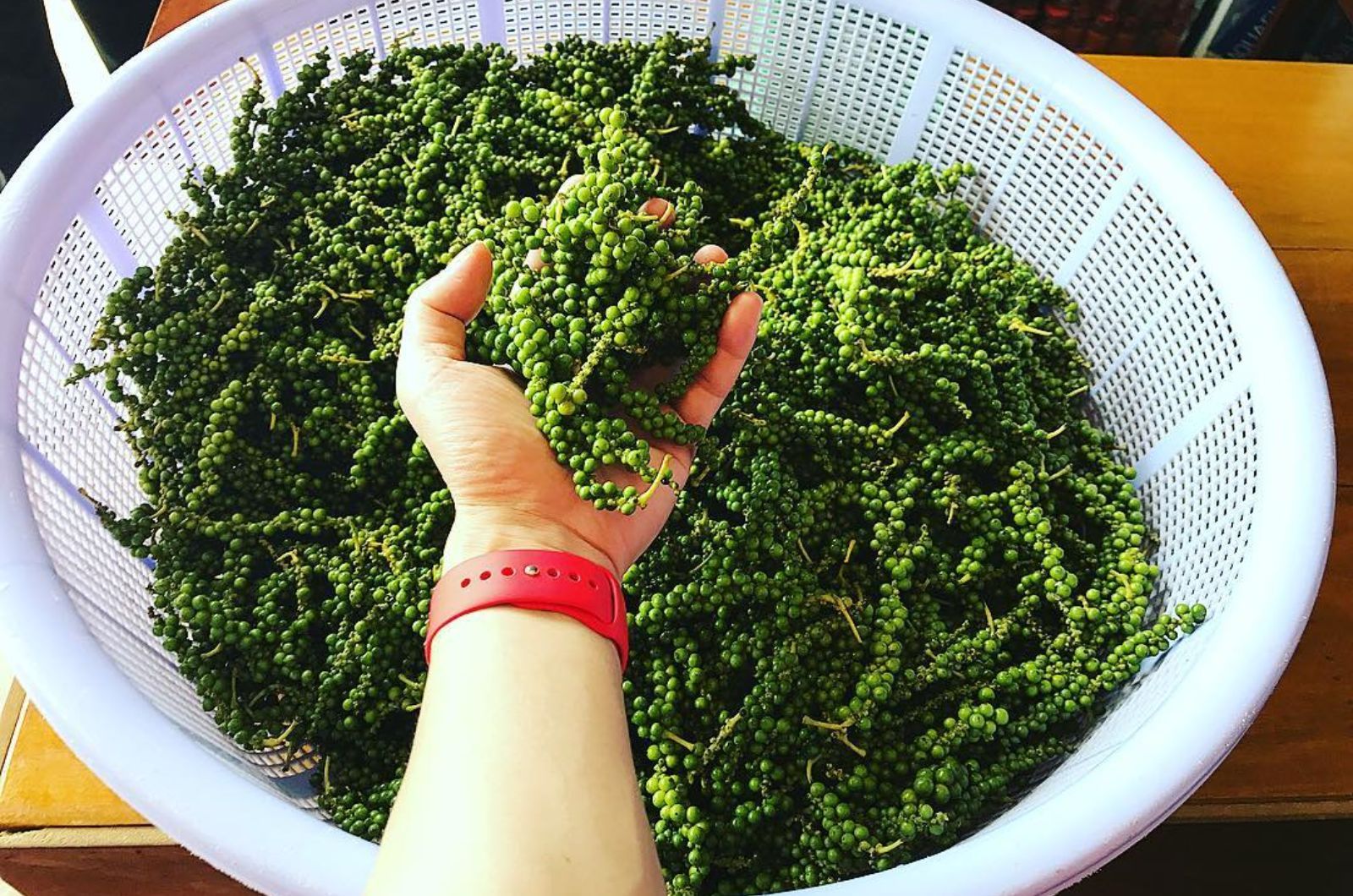 Tự tay thu hoạch và phân loại tiêu  